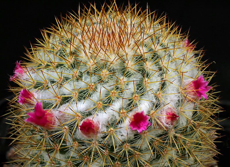 Mammillaria columbiana